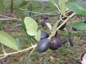 Olives Ardèche